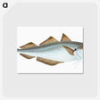 1-36_The-Natural-History-of-British-Fishes_postcard