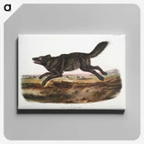 1-36_The-Viviparous-Quadrupeds_canvas