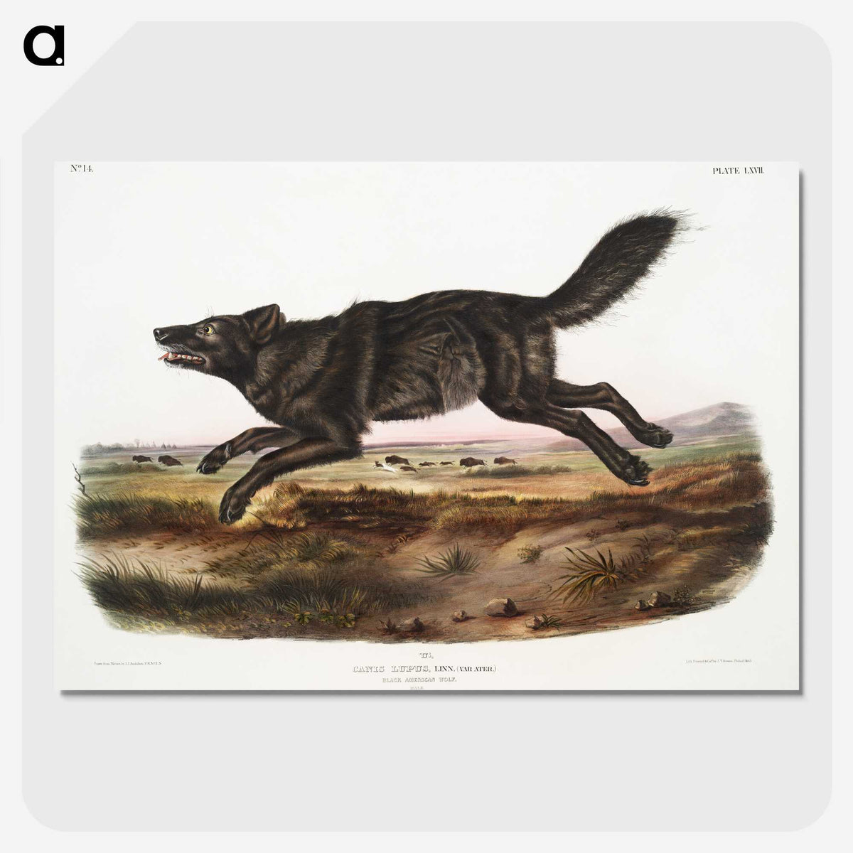 1-36_The-Viviparous-Quadrupeds_picture-crop