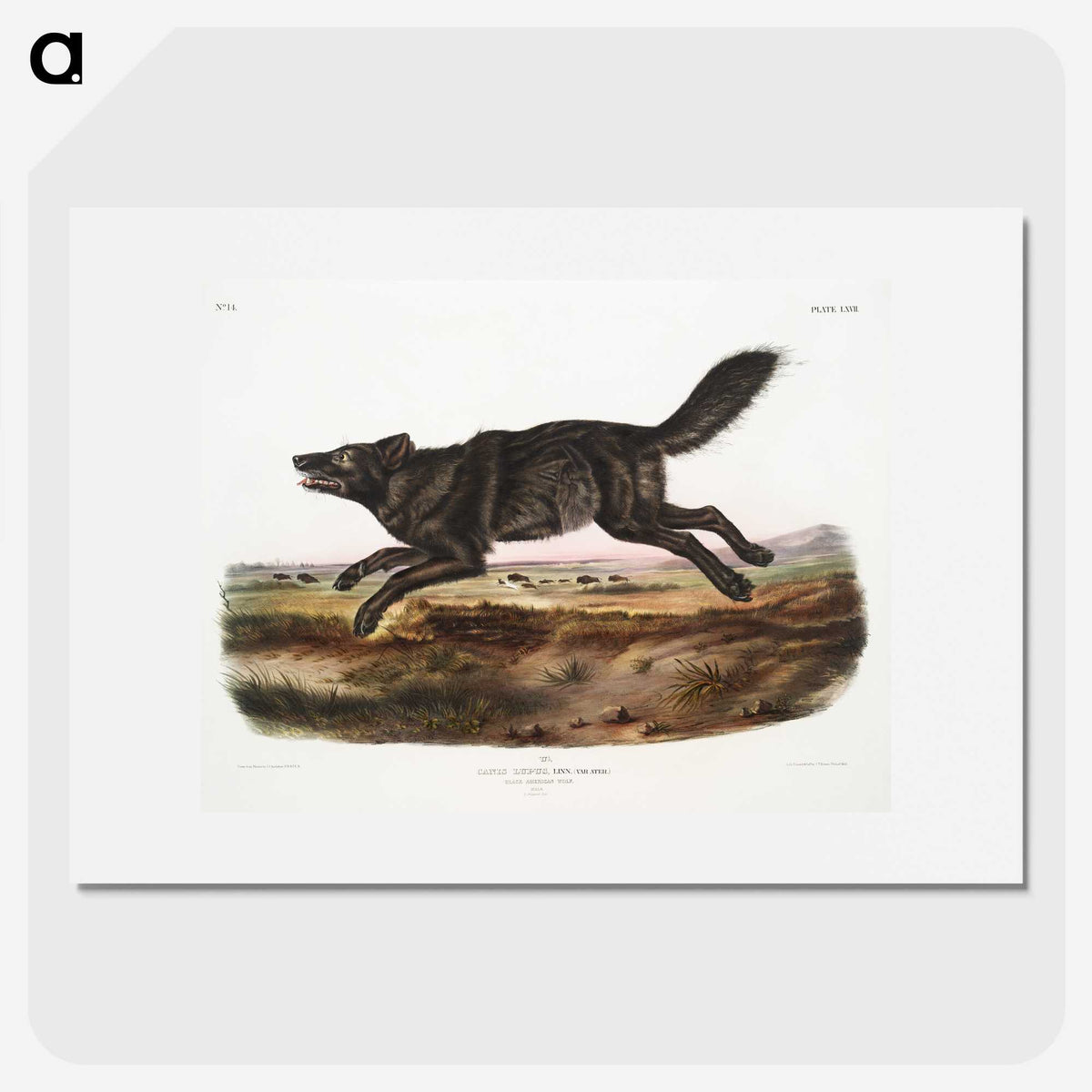 1-36_The-Viviparous-Quadrupeds_picture
