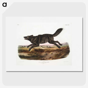 1-36_The-Viviparous-Quadrupeds_picture