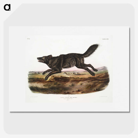 1-36_The-Viviparous-Quadrupeds_picture