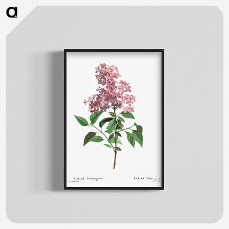 1-36_Treatise-on-Trees-and-Shrubs_blk-crop