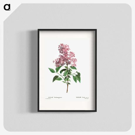 1-36_Treatise-on-Trees-and-Shrubs_blk