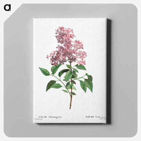 1-36_Treatise-on-Trees-and-Shrubs_canvas