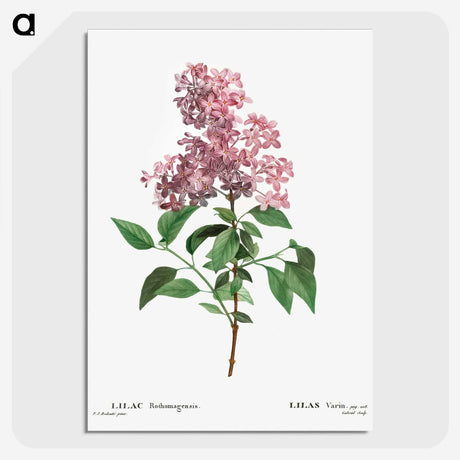 1-36_Treatise-on-Trees-and-Shrubs_picture-crop