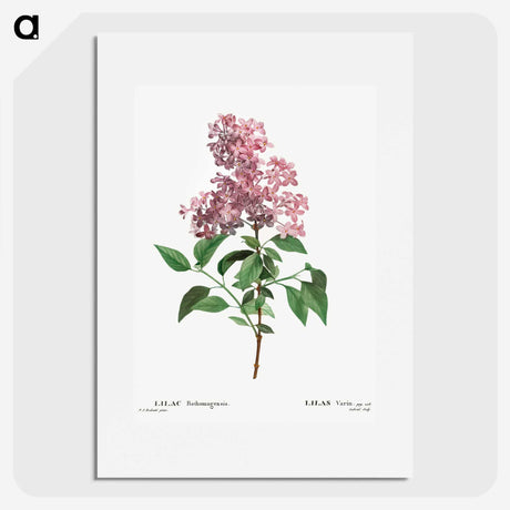 1-36_Treatise-on-Trees-and-Shrubs_picture