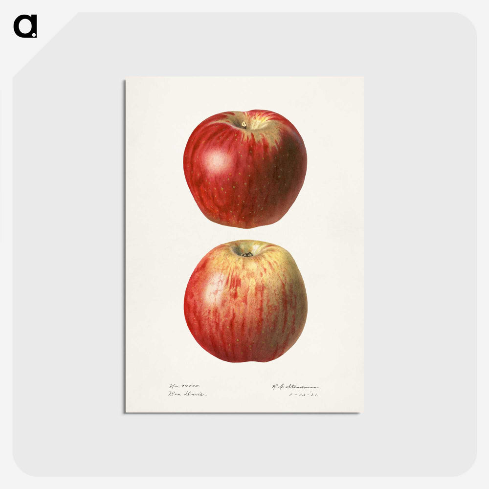 1-36_USDA-Watercolor-Fruit-Painting-Collection_postcard