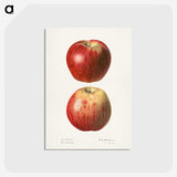 1-36_USDA-Watercolor-Fruit-Painting-Collection_postcard