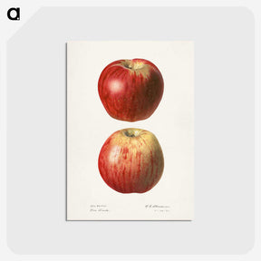 1-36_USDA-Watercolor-Fruit-Painting-Collection_postcard