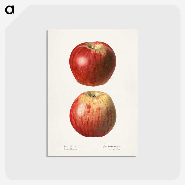1-36_USDA-Watercolor-Fruit-Painting-Collection_postcard