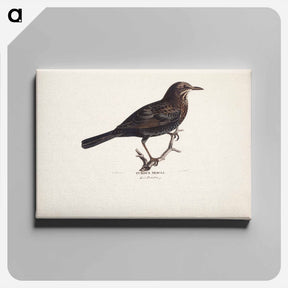 アートパネル-Female blackbird - ヴィルヘルム フォン ライト Canvas.