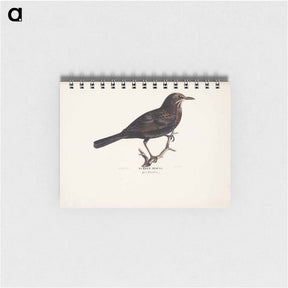 アートメモ帳-Female blackbird - ヴィルヘルム フォン ライト Memo.