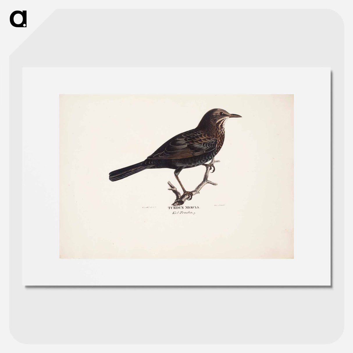 Female blackbird - Wilhelm von Wright Poster.