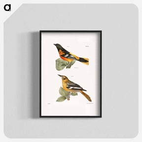 アートポスター-The Golden Oriole - ニューヨークの動物学 Poster.