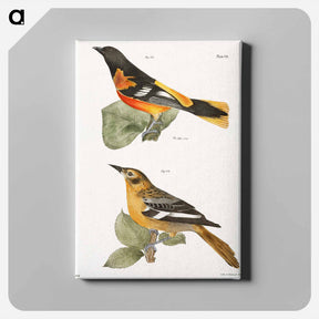 アートパネル-The Golden Oriole - ニューヨークの動物学 Canvas.