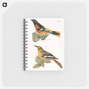 アートメモ帳-The Golden Oriole - ニューヨークの動物学 Memo.