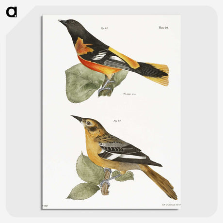 1-36_Zoology-of-New-York_picture-crop