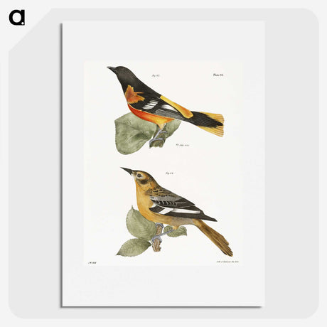 1-36_Zoology-of-New-York_picture
