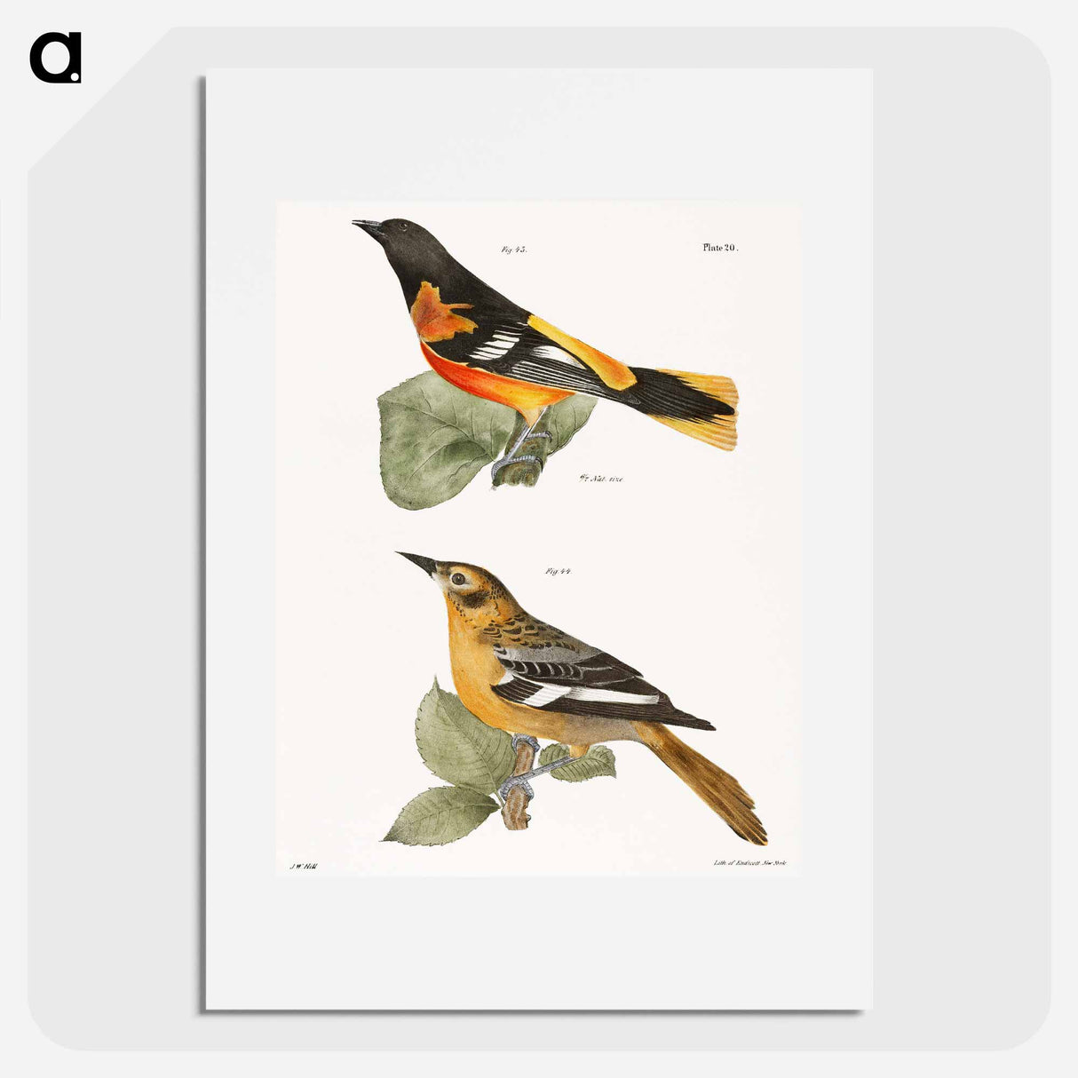 The Golden Oriole - ニューヨークの動物学 Poster.