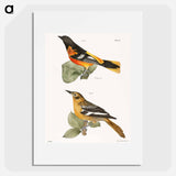 The Golden Oriole - ニューヨークの動物学 Poster.