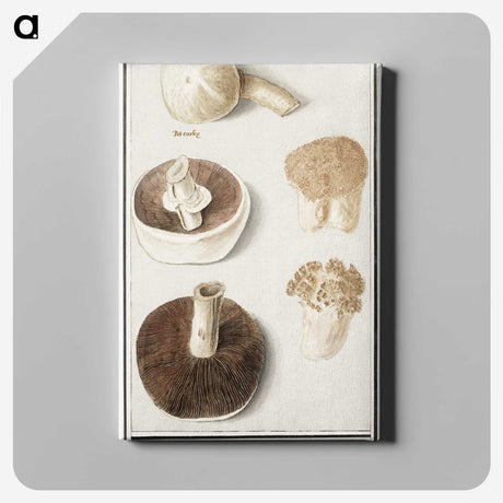 1-37_Anselmus-Boetius-de-Boodt_canvas