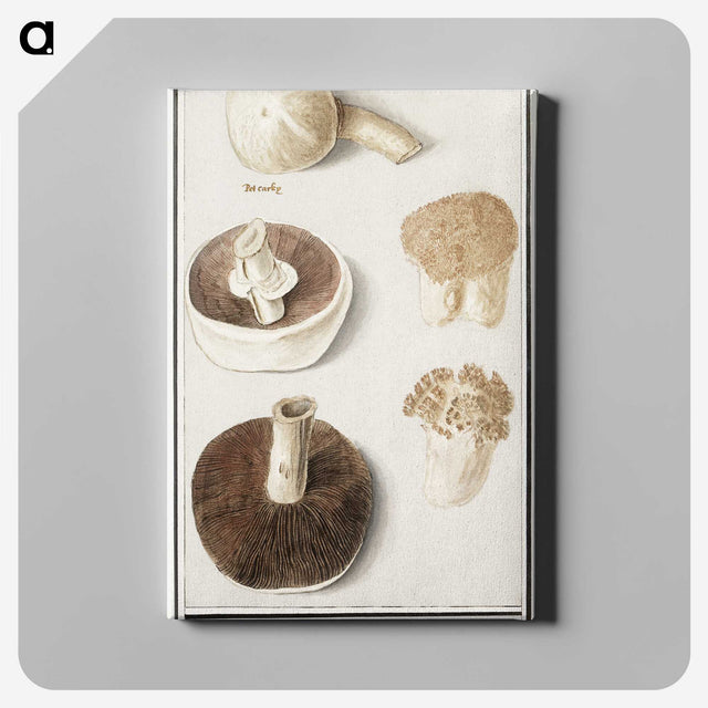 1-37_Anselmus-Boetius-de-Boodt_canvas