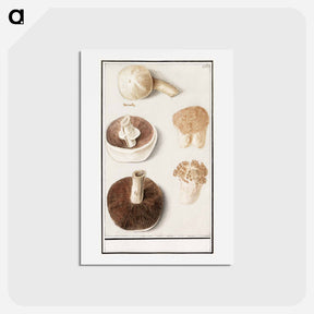 アートポストカード-Common meadow mushroom - アンセルムス ボエティウス デ ブート Postcard.