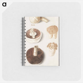アートメモ帳-Common meadow mushroom - アンセルムス ボエティウス デ ブート Memo.