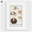 1-37_Anselmus-Boetius-de-Boodt_picture