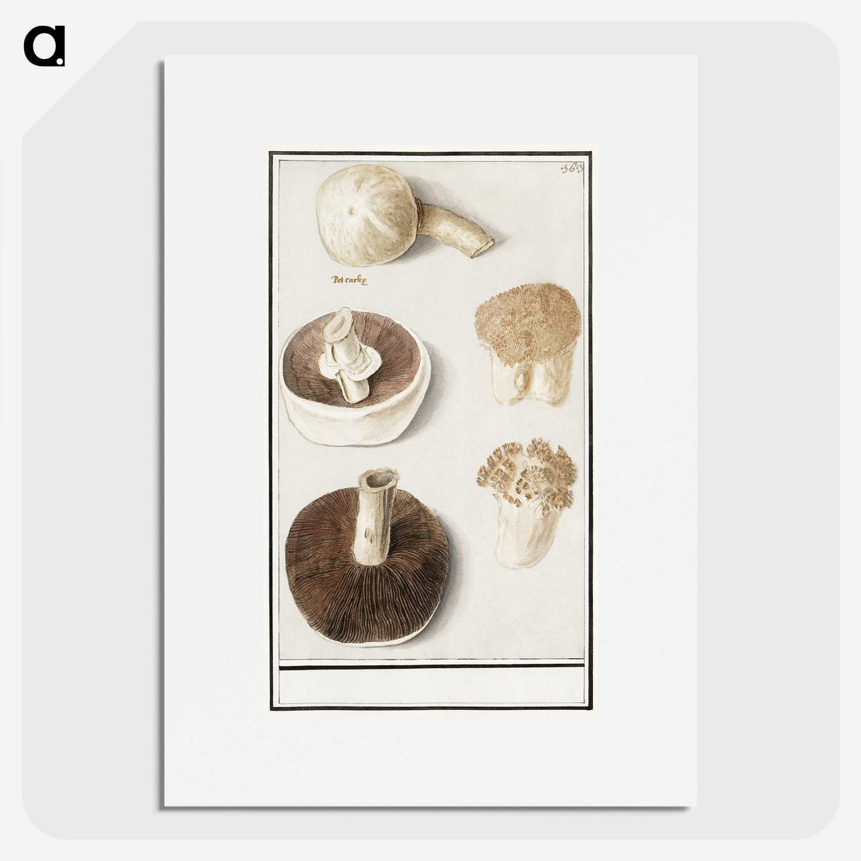 1-37_Anselmus-Boetius-de-Boodt_picture