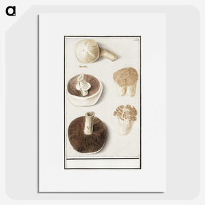 1-37_Anselmus-Boetius-de-Boodt_picture