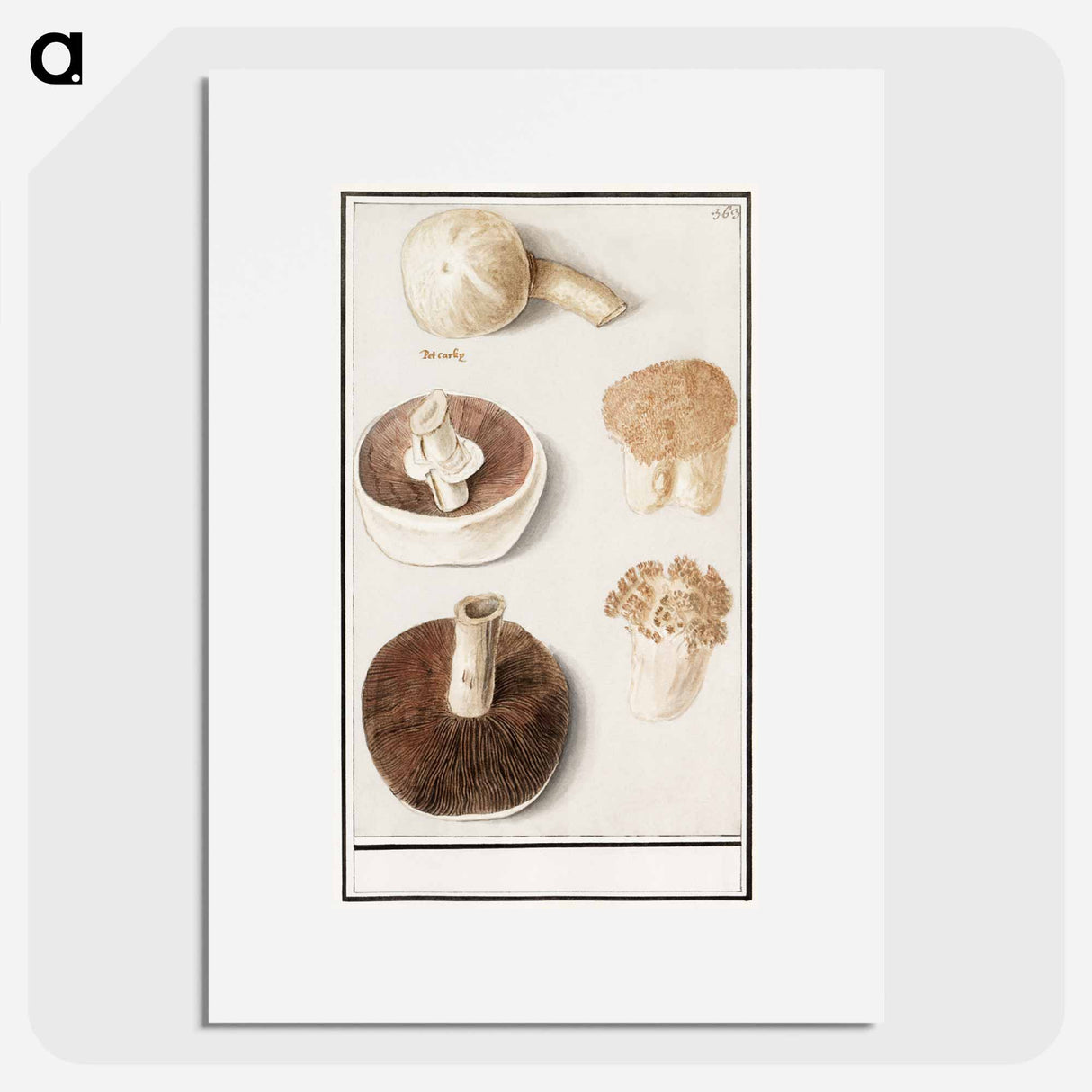 Common meadow mushroom - アンセルムス ボエティウス デ ブート Poster.