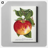 1-37_Botanical-Specimen-Plates_canvas