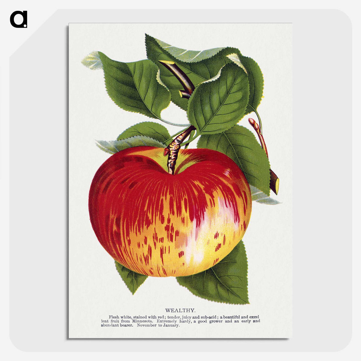 1-37_Botanical-Specimen-Plates_picture-crop