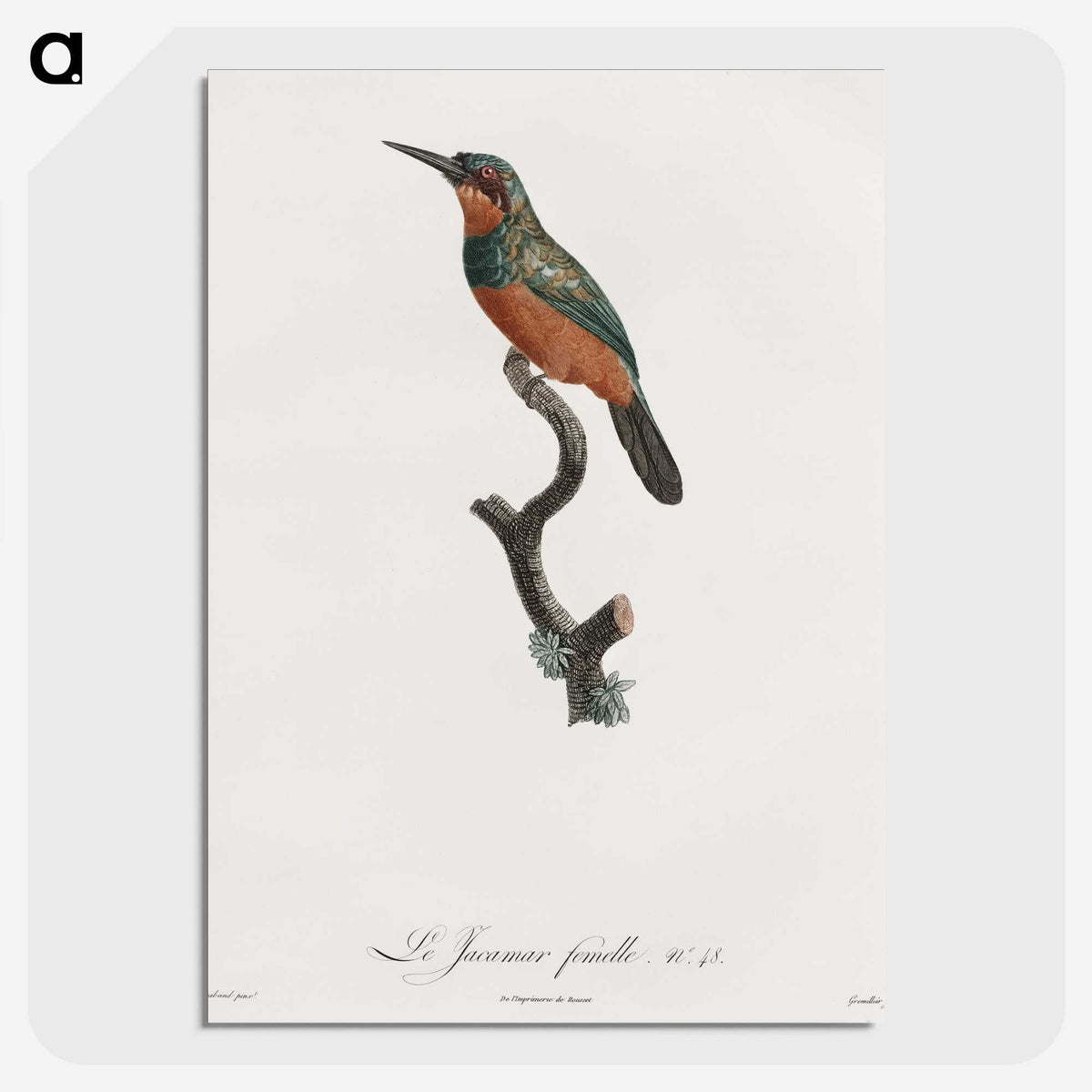 1-37_Des-Oiseaux-de-Paradis_picture-crop