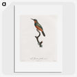 1-37_Des-Oiseaux-de-Paradis_picture