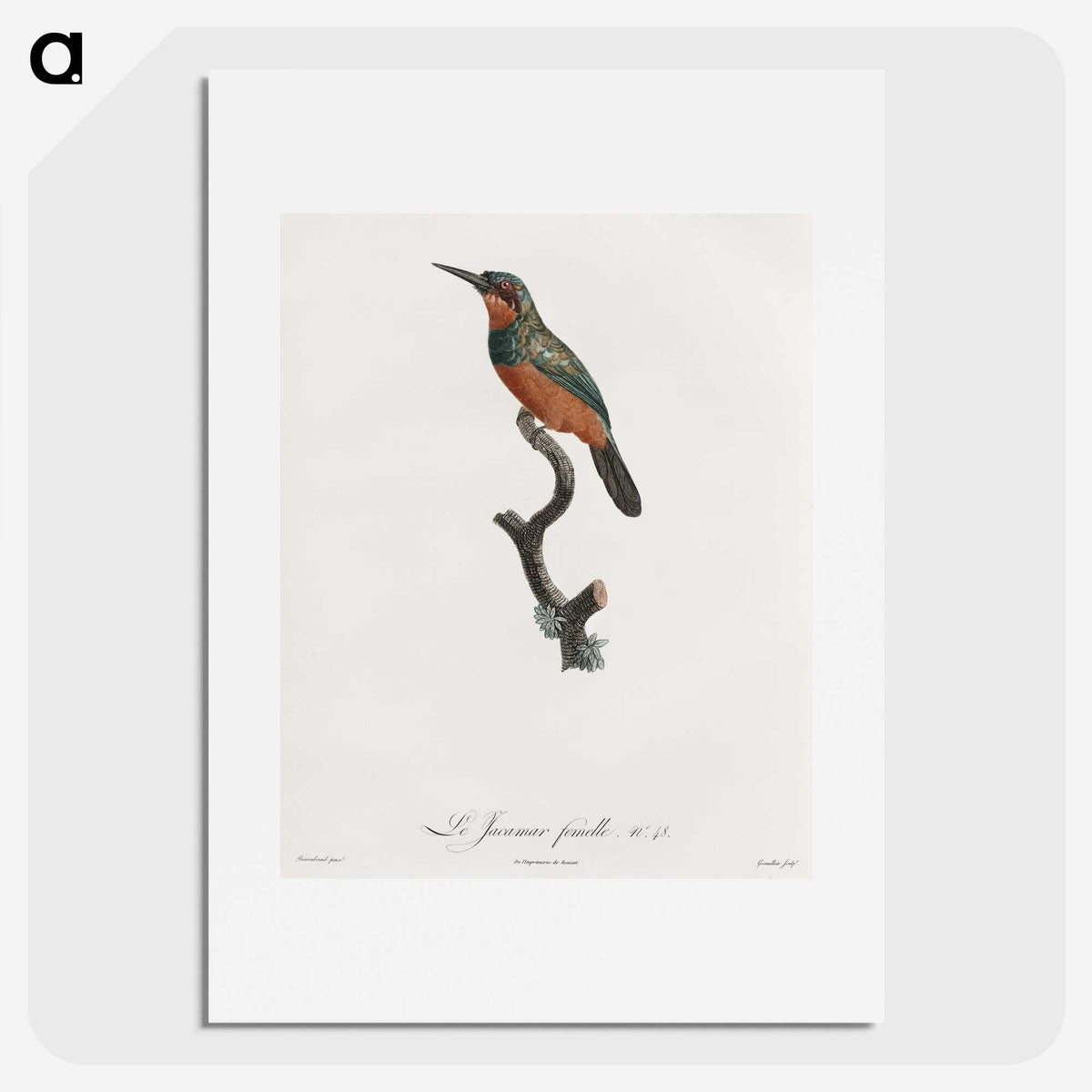 1-37_Des-Oiseaux-de-Paradis_picture