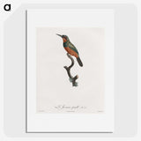1-37_Des-Oiseaux-de-Paradis_picture