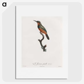 1-37_Des-Oiseaux-de-Paradis_picture