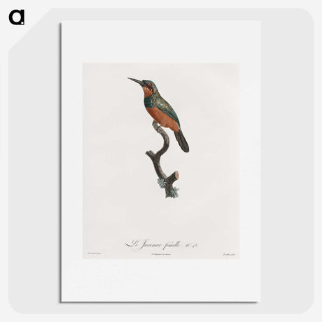 1-37_Des-Oiseaux-de-Paradis_picture