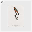 1-37_Des-Oiseaux-de-Paradis_postcard