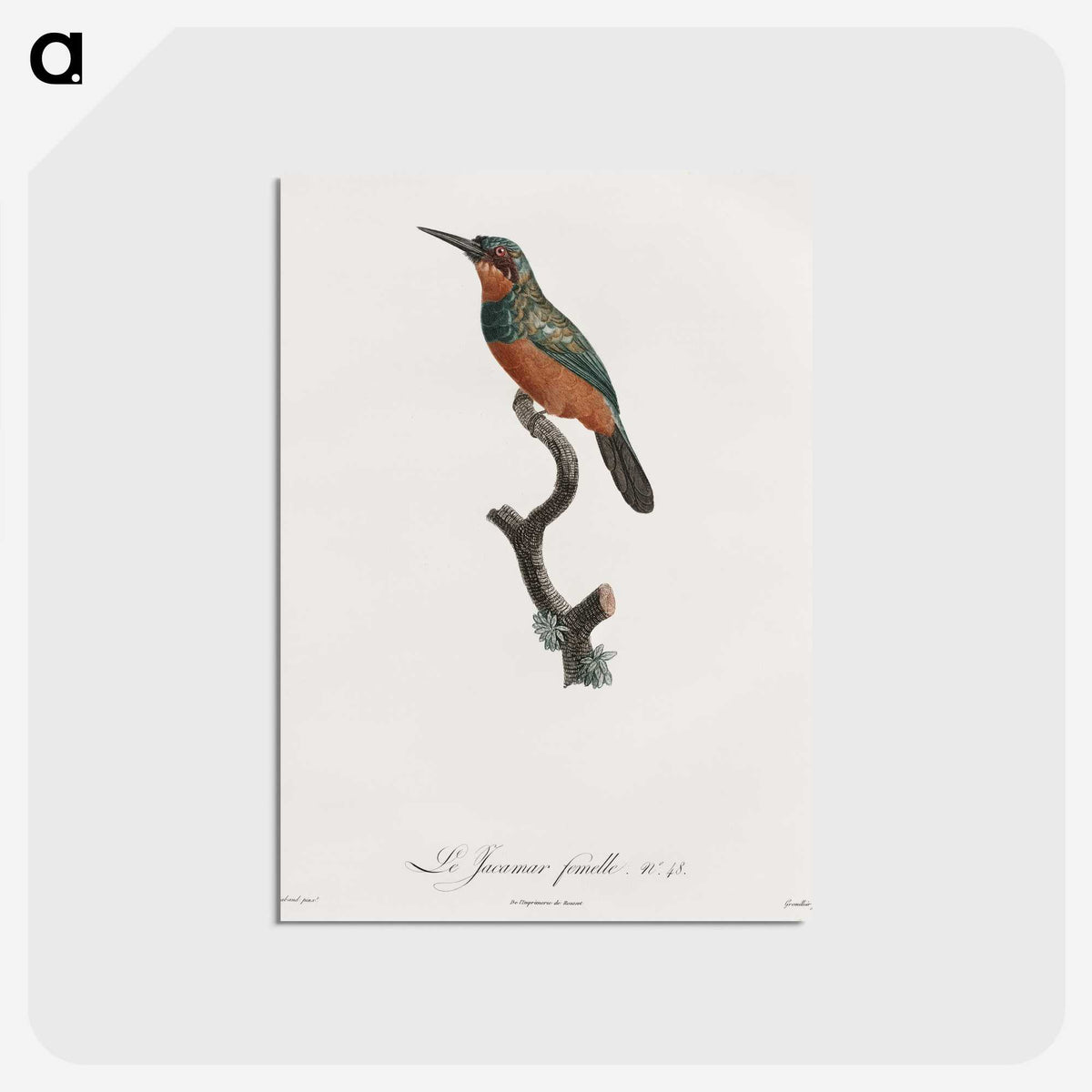 1-37_Des-Oiseaux-de-Paradis_postcard