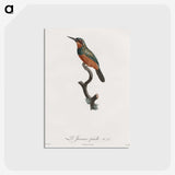 1-37_Des-Oiseaux-de-Paradis_postcard