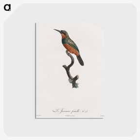 1-37_Des-Oiseaux-de-Paradis_postcard