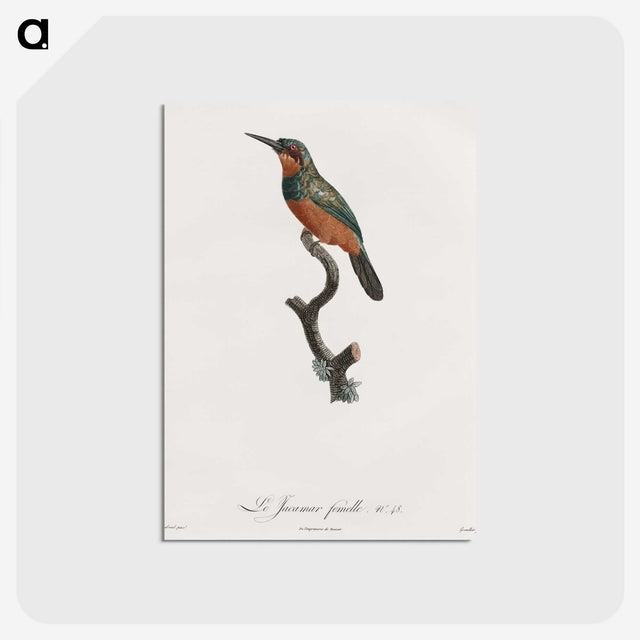 1-37_Des-Oiseaux-de-Paradis_postcard