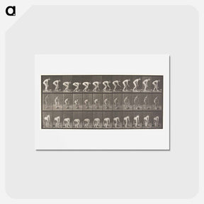 アートポストカード-Rolling Stone
 - エドワード マイブリッジ Postcard.