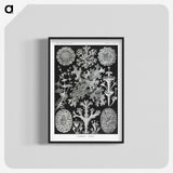 1-37_Ernst-Haeckel_blk-crop