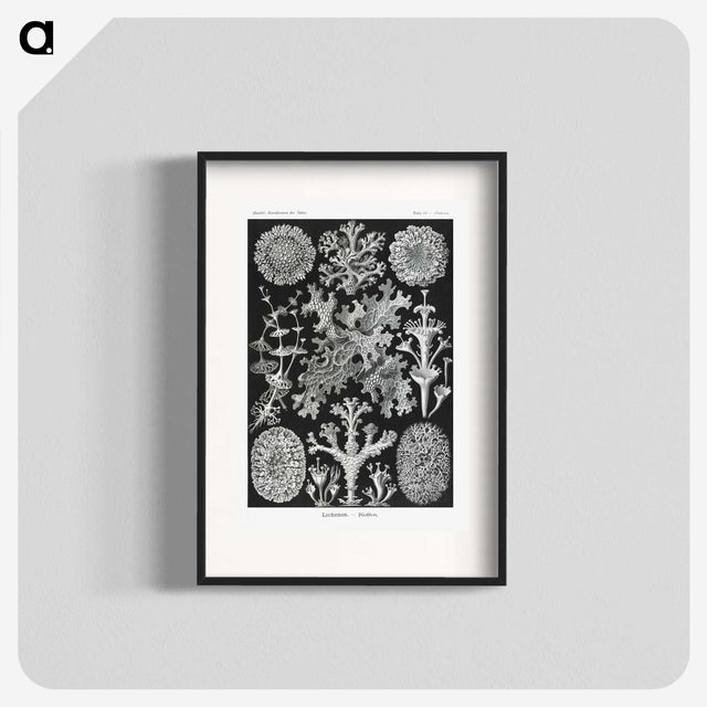 1-37_Ernst-Haeckel_blk