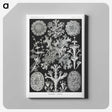 1-37_Ernst-Haeckel_canvas